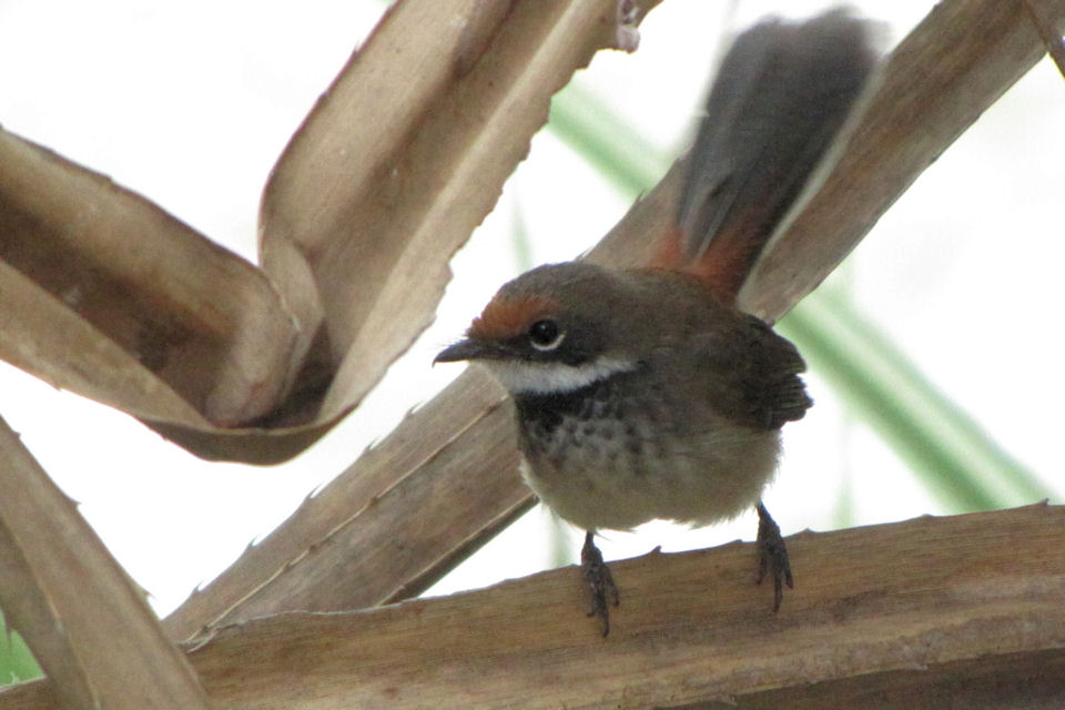 Arafura Fantail (Rhipidura dryas)